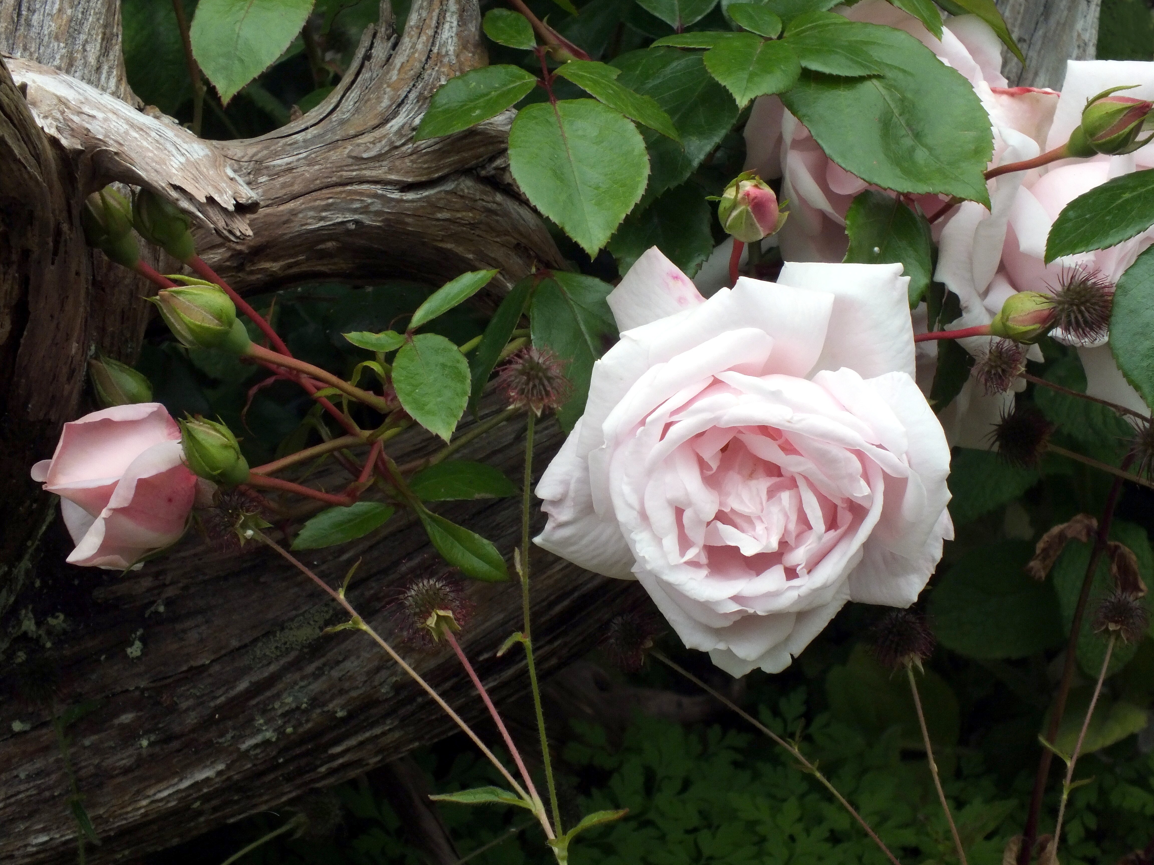 APPLE TREE ROSE Bill Bagley Photography